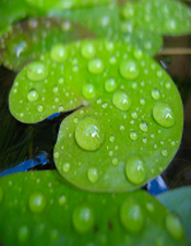 waterlily-is your water this clean and pure?